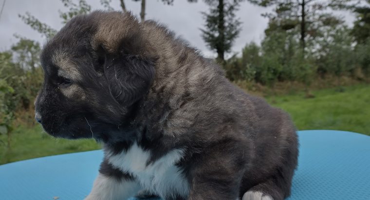 Caucasian Shepard puppies