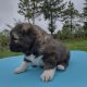 Caucasian Shepard puppies