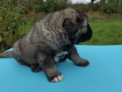 Caucasian Shepherd Puppies for Sale in Cahir