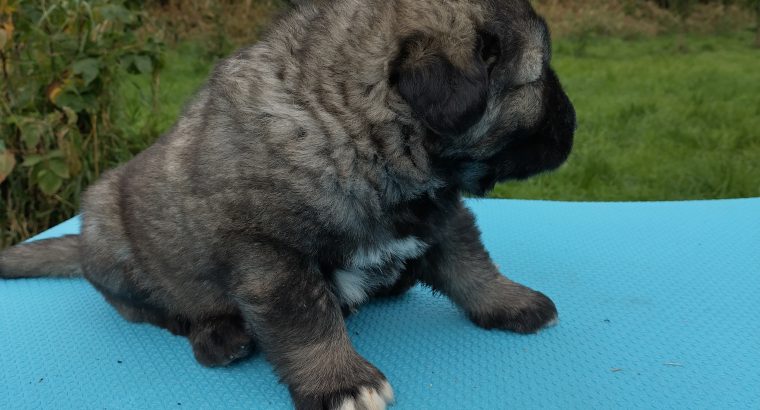 Caucasian Shepard puppies