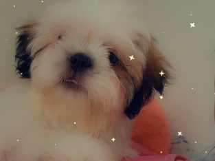 shih tzu, boy, vaccinated and antiparasitic chippe