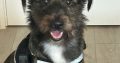 Cairn Terrier Collie x