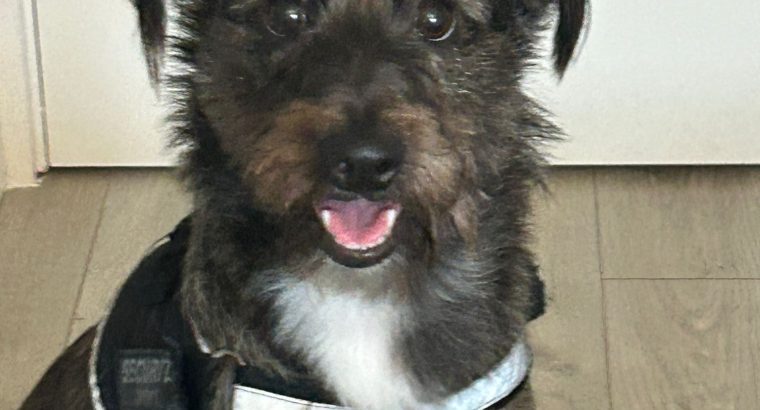 Cairn Terrier Collie x