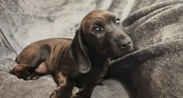 2 beautiful Jackador Pups(Labrador X Jack Russell)