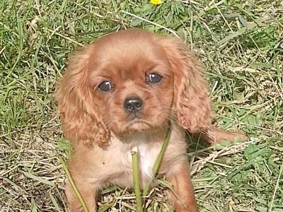 Cavalier King Charles Puppy in Donegal