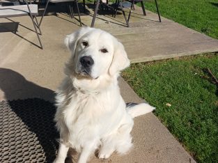 Golden Retriever 1 year old €500