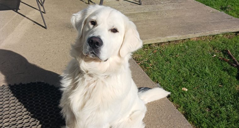 Golden Retriever 1 year old €500