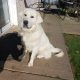 Golden Retriever 1 year old €500