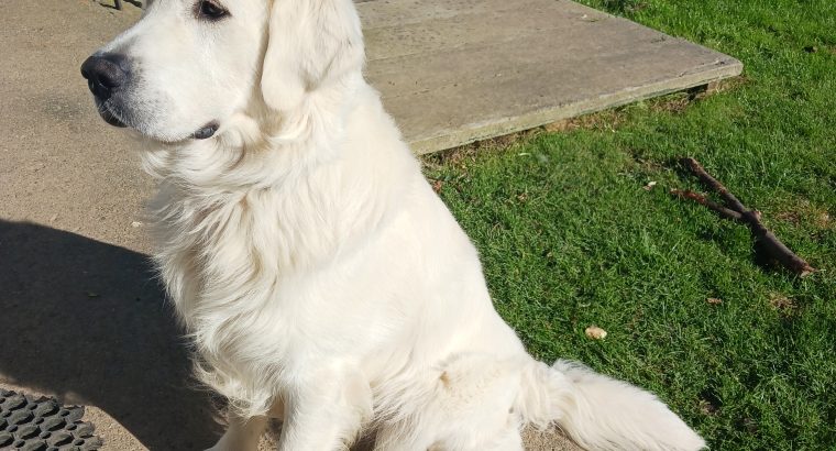 Golden Retriever 1 year old €500