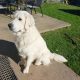 Golden Retriever 1 year old €500