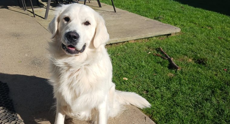 Golden Retriever 1 year old €500