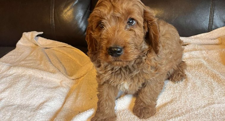 Cockapoo puppy