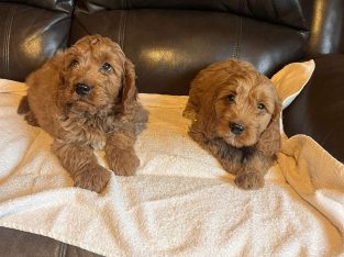 Cockapoo puppy