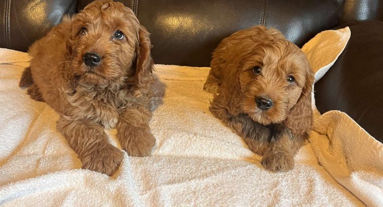 Cockapoo puppy