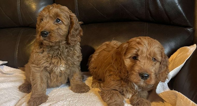 Cockapoo puppy