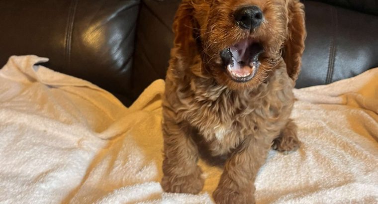 Cockapoo puppy