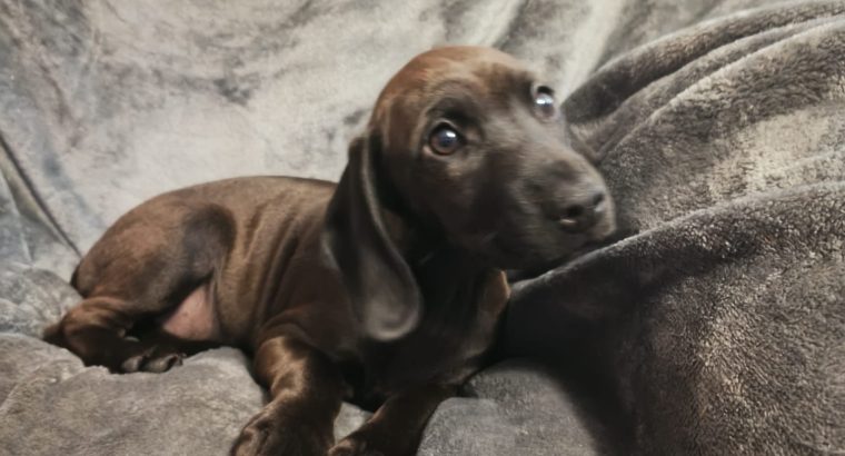 2 Jackador Pups(Labrador X Jack Russell)