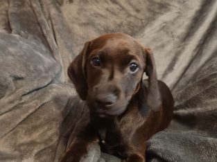 2 Jackador Pups(Labrador X Jack Russell)