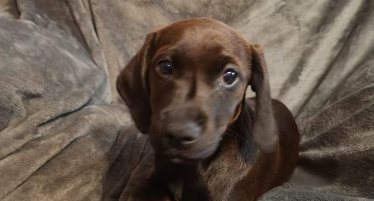 2 Jackador Pups(Labrador X Jack Russell)