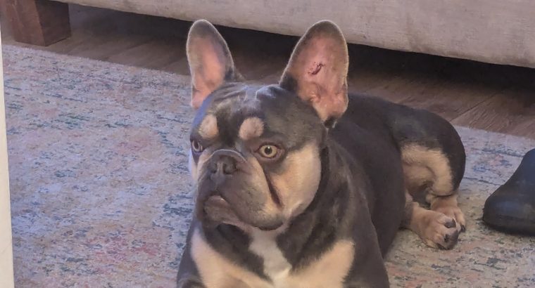 Blue/grey French Bulldog