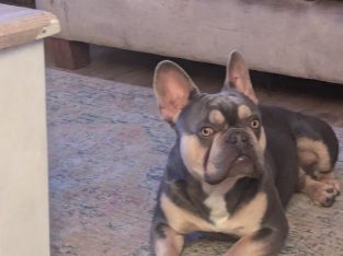 Blue/grey French Bulldog