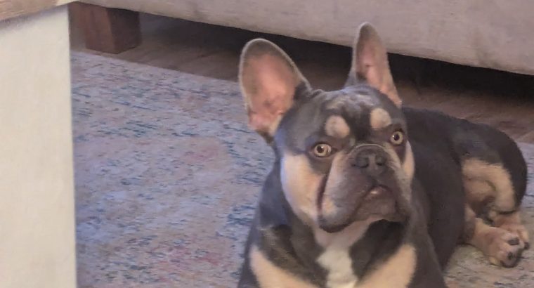 Blue/grey French Bulldog