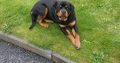 IKC ROTTWEILER FOR SALE