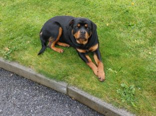 IKC ROTTWEILER FOR SALE