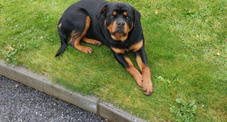 IKC ROTTWEILER FOR SALE