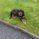 IKC ROTTWEILER FOR SALE