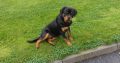 IKC ROTTWEILER FOR SALE