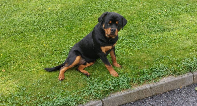 IKC ROTTWEILER FOR SALE