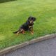 IKC ROTTWEILER FOR SALE