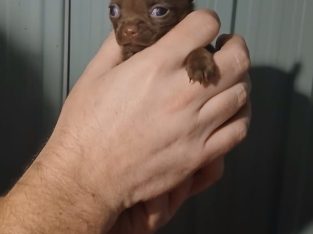 Chihuahua puppy