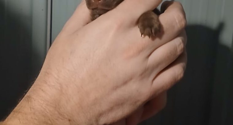 Chihuahua puppy