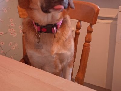 Beagle for Rehoming in Wicklow – Affectionate