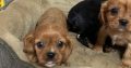 Beautiful purebred Cavalier King Charles pups