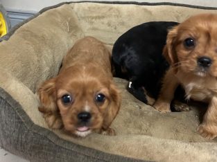 Beautiful purebred Cavalier King Charles pups