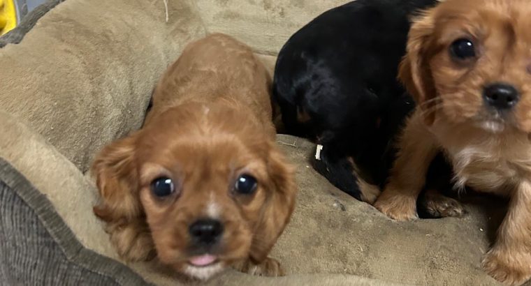 Beautiful purebred Cavalier King Charles pups