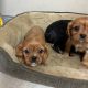 Beautiful purebred Cavalier King Charles pups