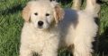 Show quality IKC Registered Golden Retriever