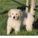 Show quality IKC Registered Golden Retriever