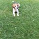 2 year old Beagle