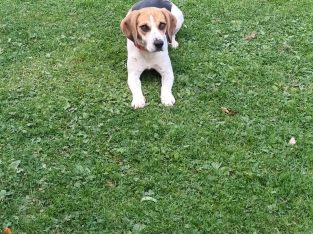 2 year old Beagle