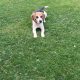 2 year old Beagle