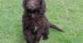 Chocolate Cockapoo puppies