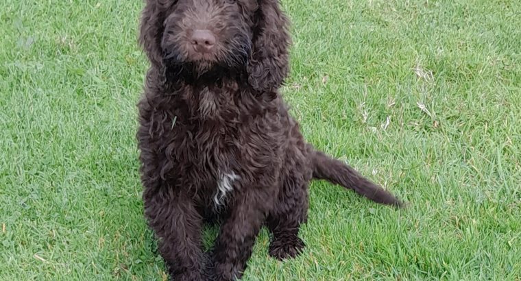 Chocolate Cockapoo puppies