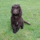 Chocolate Cockapoo puppies