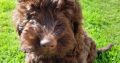 Chocolate Cockapoo puppies