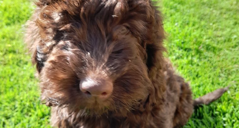 Chocolate Cockapoo puppies